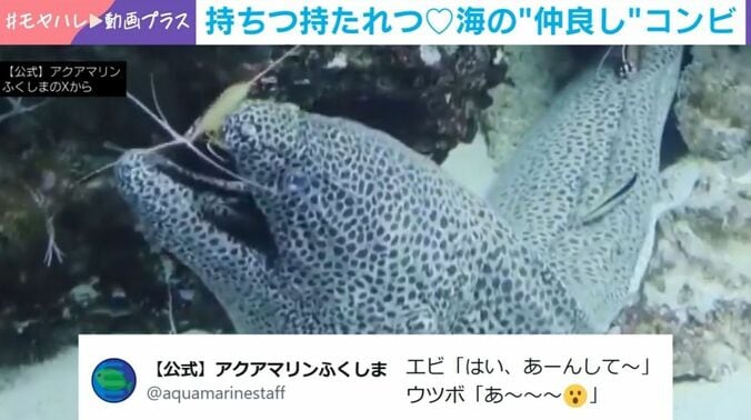 ニセゴイシウツボとアカシマシラヒゲエビ