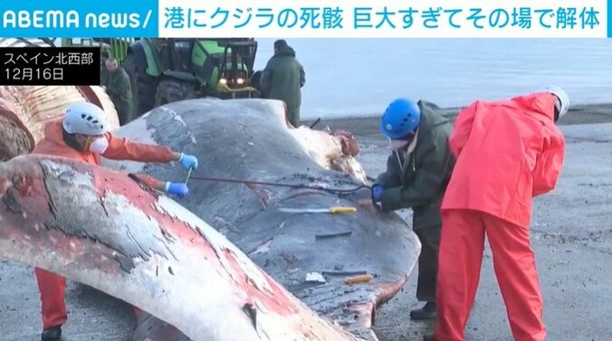 “巨大クジラ”を切り出す様子