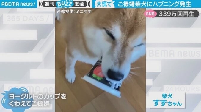 カップを咥えご機嫌の柴犬が一転 慌てふためく決定的瞬間に「パニック具合めちゃかわ」“300万人”が癒やされる 1枚目