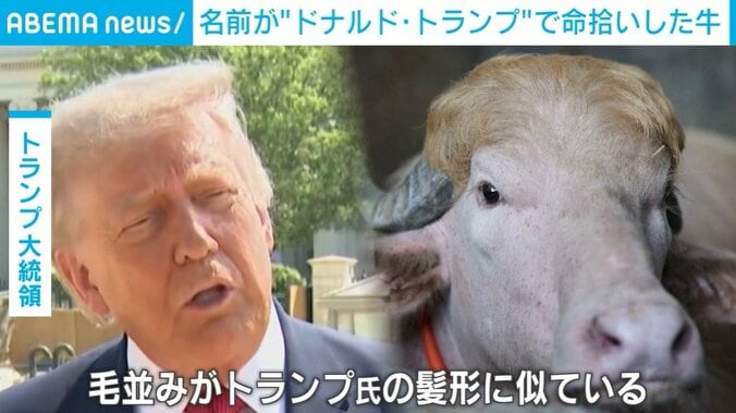 水牛
