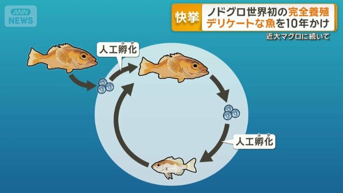 完全養殖とは