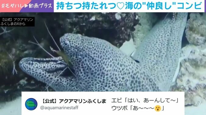 ニセゴイシウツボとアカシマシラヒゲエビ
