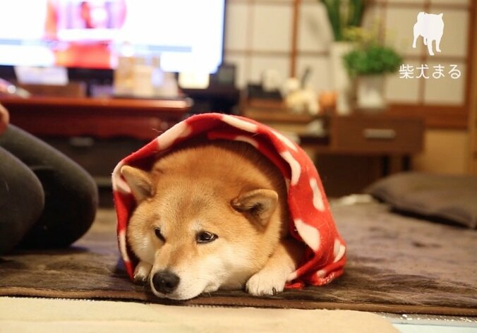 柴犬まる「9歳になりました」　可愛すぎて海外ファンからもラブコール 1枚目