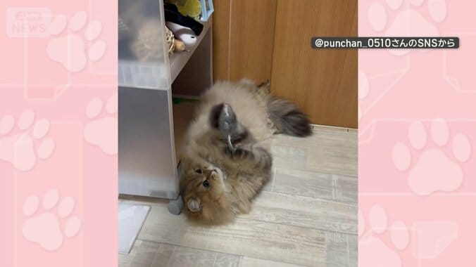 ネズミのおもちゃで遊ぶ