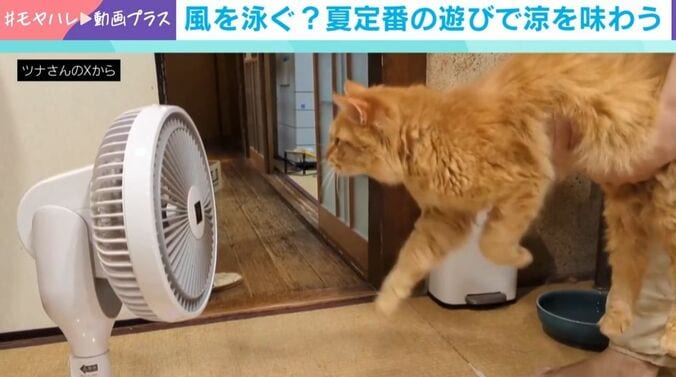 “空中ねこかき”