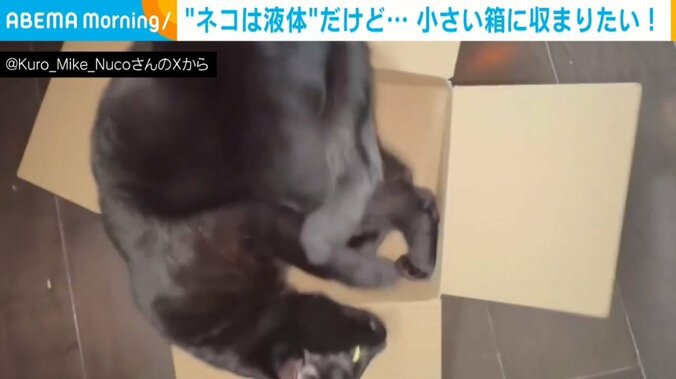 黒猫のジジくん（5歳）