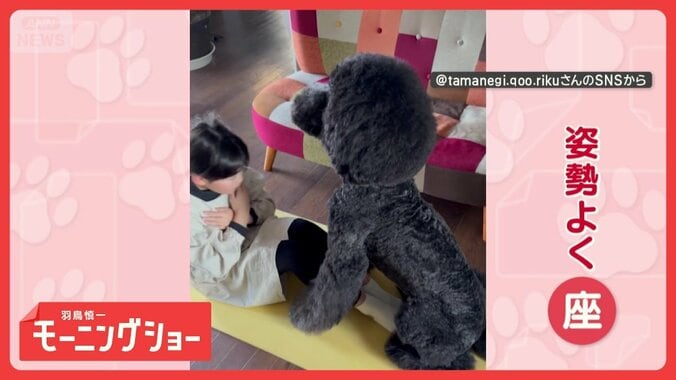 「頑張れワン」名トレーナー犬！　しっぽフリフリで応援も　筋トレをサポートしてる？ 1枚目