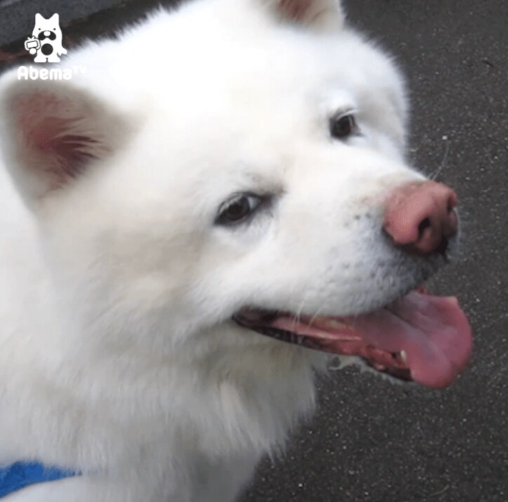 秋田犬げんきの豪快すぎる水分補給  「これじゃ水浴びだワン」