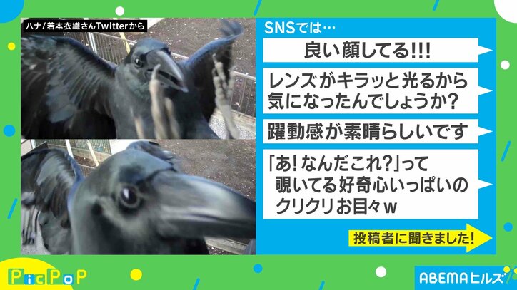 「絶対犯人こいつじゃん」アプリから緊急アラート!防犯カメラが捉えた“正体”に「良い顔してる」「躍動感が素晴らしい」の声