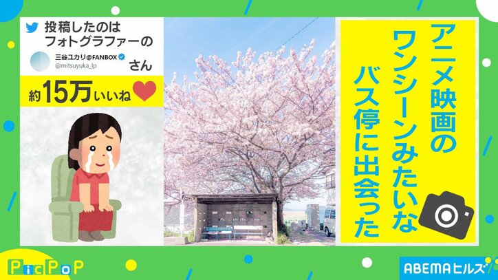 満開の桜が美しい! バス停の写真に「青春映画のロケ地みたい」「通学する子は幸せね」魅了される人続出
