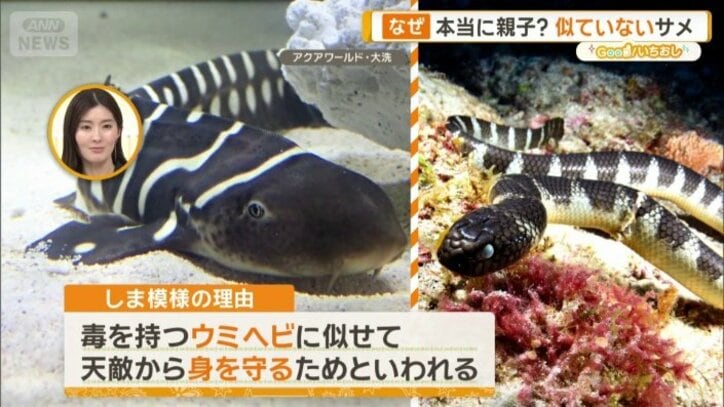 子どもの時の姿（左）