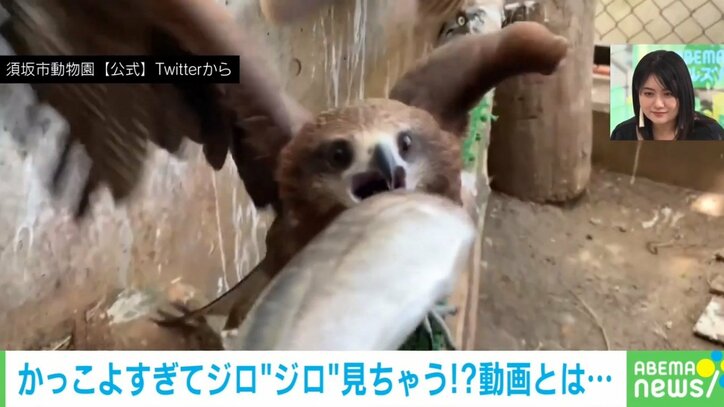 「え?くれるの!?」アジをプレゼントされたトビの反応に「やったー!!って感じがかわいい」「甘え鳴き!」と悶絶の声