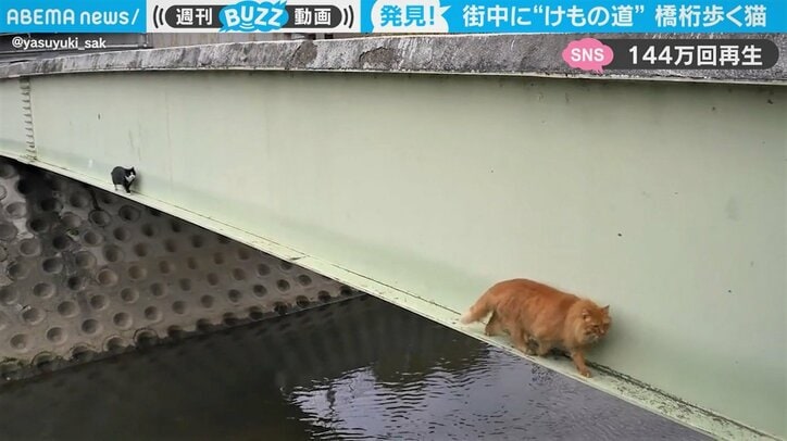 都会でスリル満点の“極狭”橋桁を歩く猫を激写 先導猫の「パイセン感が好き」と話題