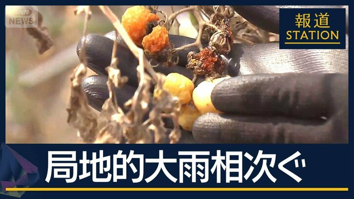 トマト600kg“全滅”…西日本では猛暑日続出　『記録的短時間大雨情報』も相次ぐ