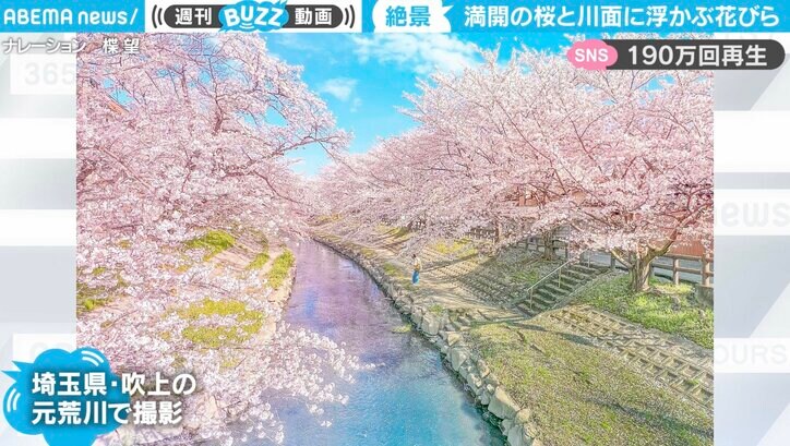 のべ500本超の“絶景” 一度は見たい名桜と水面の花びらが「息をのむ」 海外からも反響 1枚目