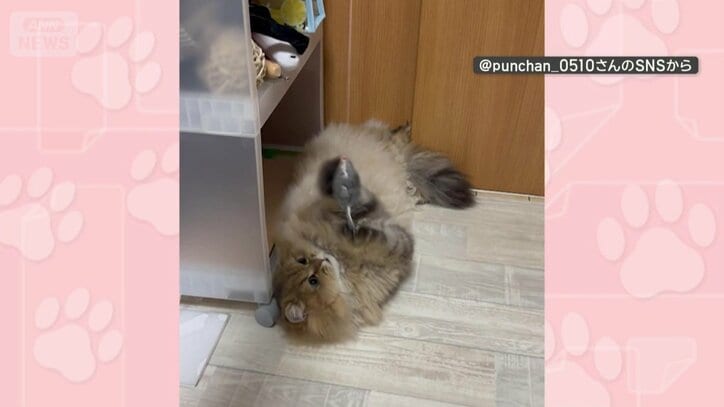 ネズミのおもちゃで遊ぶ