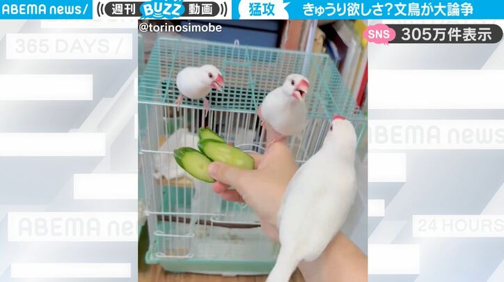 【写真・画像】恐竜から素早い動きであっと言う間に人型ロボットに！見事なトランスフォームと力強そうなポーズにテンション爆上がり！秋葉原でお披露目された最新ロボにSNS騒然　1枚目