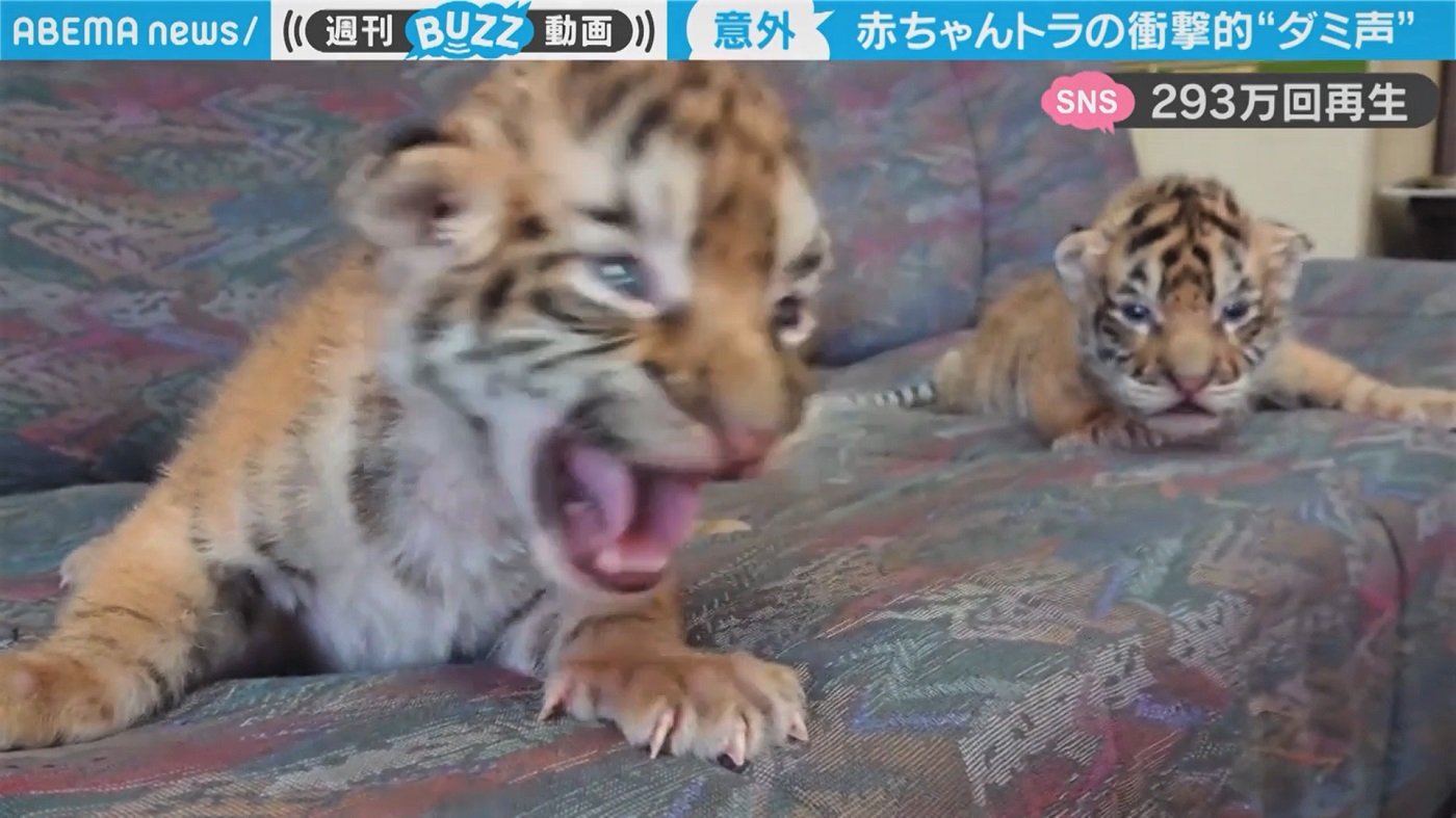 赤ちゃんトラの衝撃的な鳴き声に 我が家の猫が一斉に警戒態勢に入った 驚きの声 国内 Abema Times