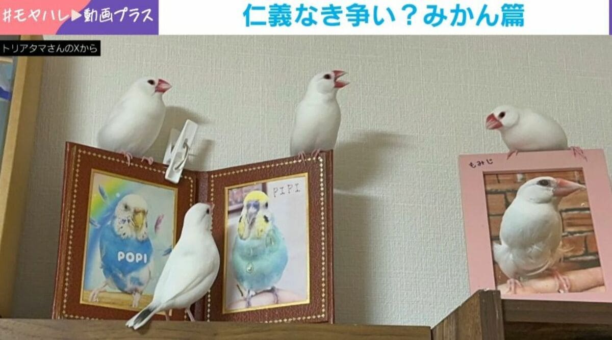 仁義なき争奪戦!?白文鳥4羽がみかんを巡り全員ブチギレ→まさかの光景
