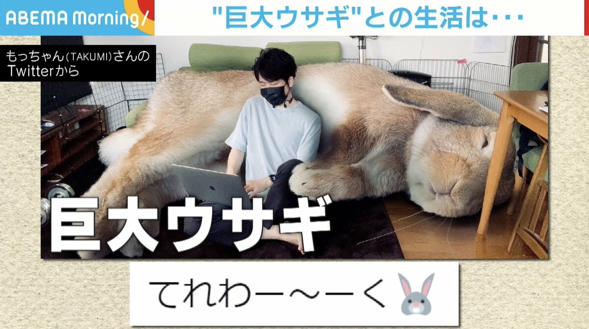 ソファと思いきや“巨大うさぎ”!? 理想を実現させた“画像”が世界中で