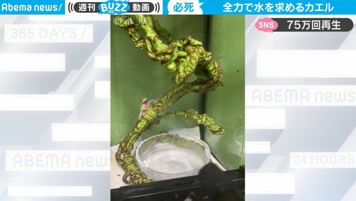 カエルに霧吹きで水をかけるとどうなるか？ 想像を超えたヤバすぎる