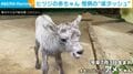 ヒツジの赤ちゃんが初めて屋外へ→全力すぎる姿に反響「速い」「『ワーイ!』でしょうか?」
