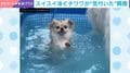 必死に泳ぐチワワ→6秒後に“重大な気づき”「ここって…」