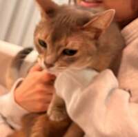 しょうくん『桃の好きなところBEST5』