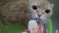 10CATS. ～動画総集編 Part9～ | AbemaTV