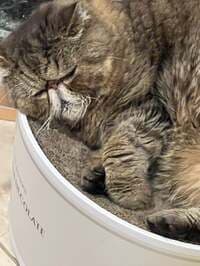 キャシー中島『今日は人間ドック』