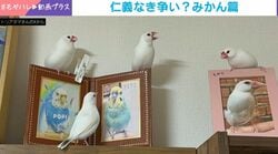 仁義なき争奪戦!?白文鳥4羽がみかんを巡り全員ブチギレ→まさかの光景に