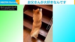 飼い主の起床を“しっぽフリフリ”で待つ柴犬 気配を感じて駆け寄っていく姿に反響 
