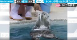 ラッコが胸の上で“トントン”する動きが衝撃的な速さ！残像が見えるほどの高速ぶりに「シュシュシュ！！と聞こえる」