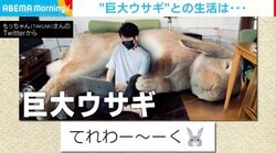 ソファと思いきや“巨大うさぎ”!? 理想を実現させた“画像”が世界中で話題に 飼い主「こんな風にテレワークができたら」