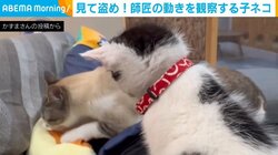 師匠の“職人技”を観察する猫 真剣さが伝わるひたむきな姿勢に「可愛い後ろ姿」「良い弟子になりそう!!」と反響続々