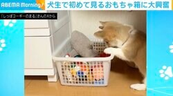 「お迎え3日目の天使」生後2カ月のコーギー 初めて見るおもちゃ箱に“しっぽフリフリ”大興奮