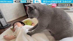 赤ちゃんのお腹を“ふみふみ”する猫 「優しいタッチ」に380万人がほっこり