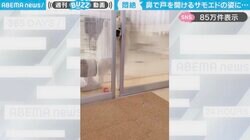 悶絶…！鼻と足で引き戸を開けるサモエドに「お利口さん！」「ここを！こうしてこう！すると開きますわん」の声