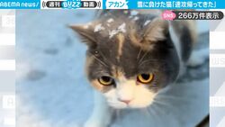 お、雪っ？どれどれ…興味を持って外に出るも速攻で帰ってくる猫がかわいすぎる！外に出たことを後悔？トホホな表情も