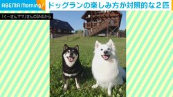 対照的な2匹の犬 ドッグランで“食う寝る遊ぶ” 自由奔放な姿に飼い主「楽しみ方は犬それぞれ」