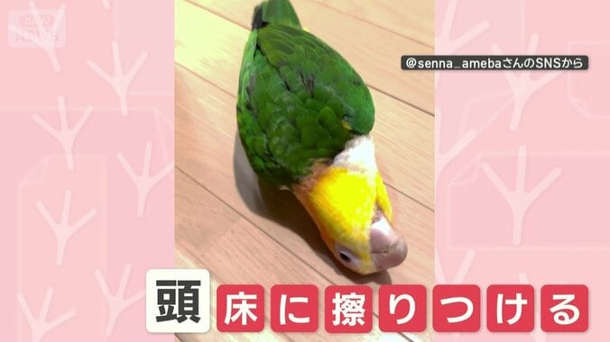 頭を床に擦りつける