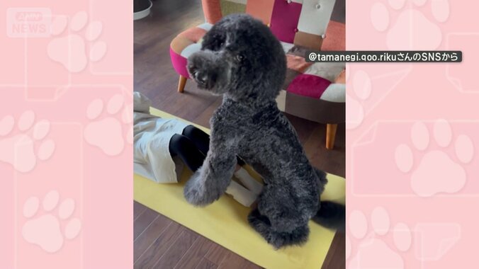 しっぽフリフリで応援も