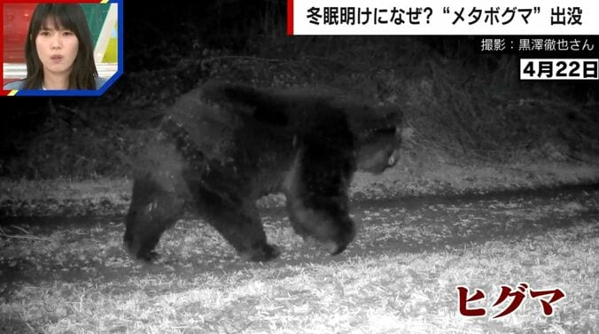 冬眠明けのメタボグマ