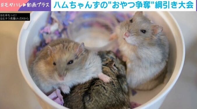 ハムスター3兄弟