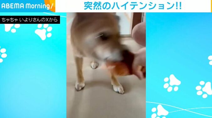 犬の「いより」ちゃん