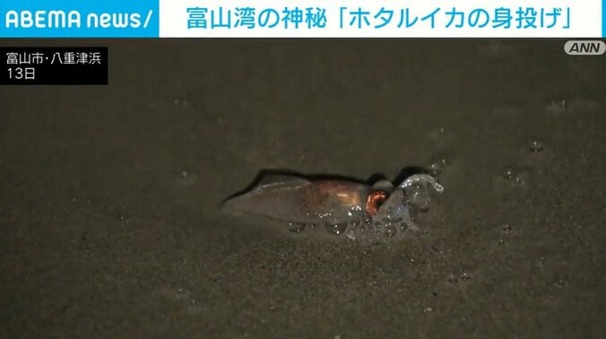 富山市・八重津浜