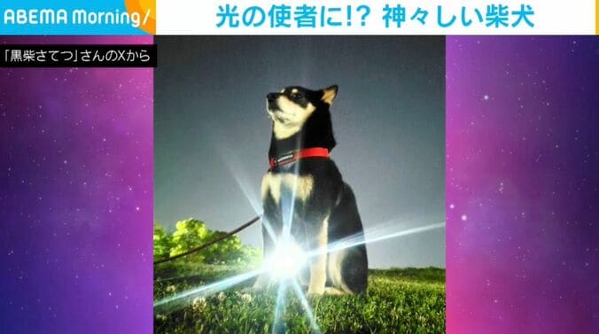 柴犬のさてつくん