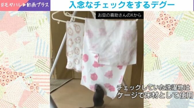 デグーの喜助くん