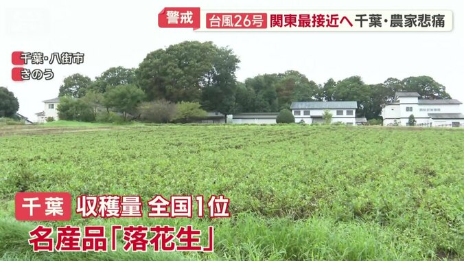 千葉県の名産品・落花生の畑