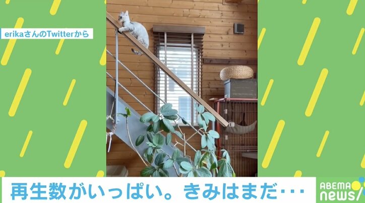 「歩けそうだニャ…ん？」階段の手すりにジャンプした猫が楽しそう「小学校でよくやってたやつ」